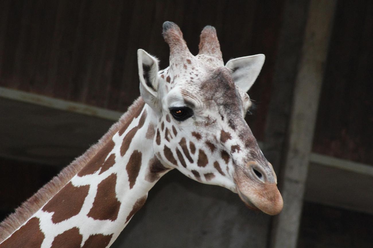 Weltreise in Riehl: Warum der Kölner Zoo (und das Aquarium) einen ganzen Tag wert ist
