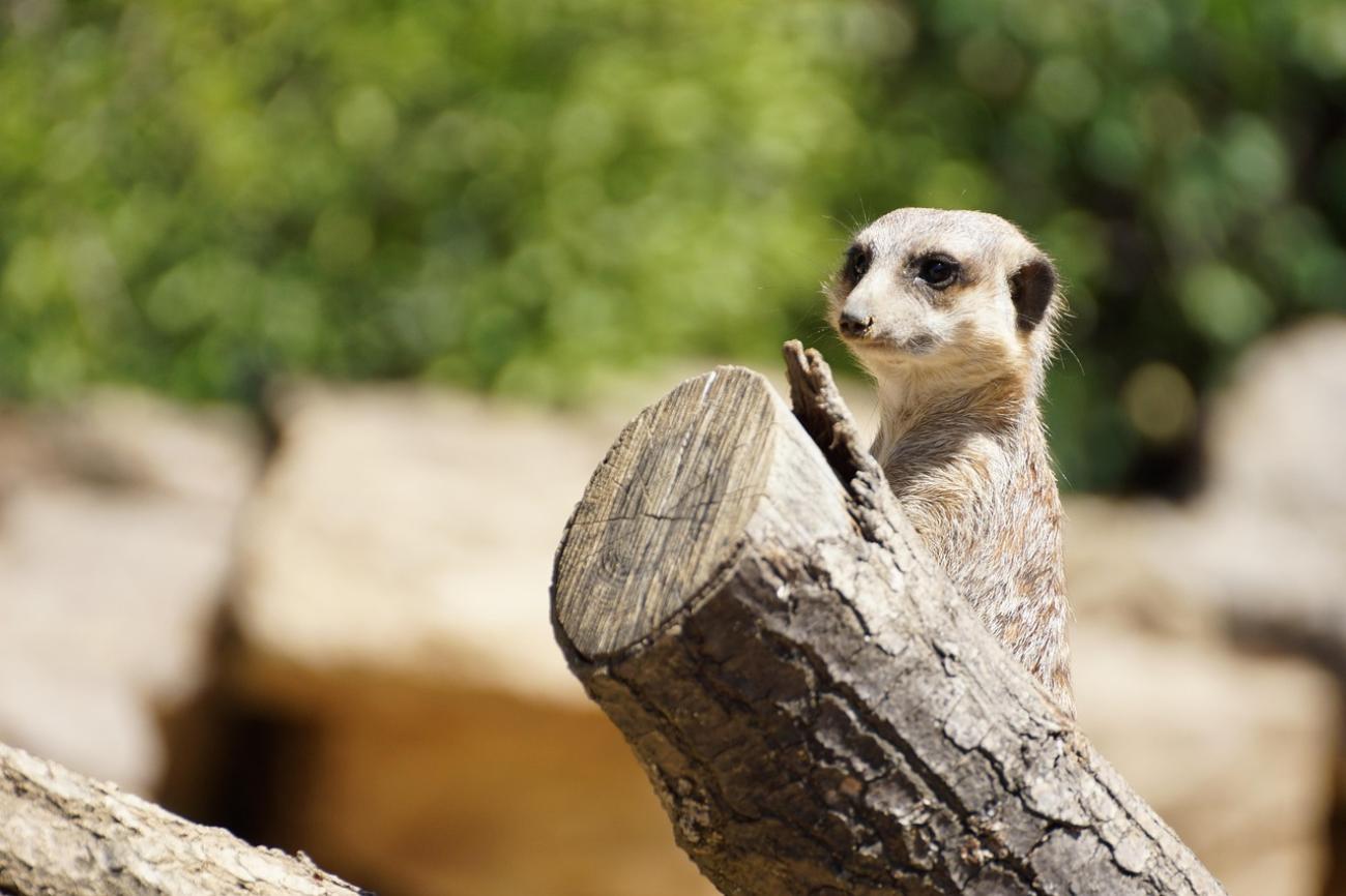Tiere hautnah: Warum der Frankfurter Zoo eine grüne Oase mitten in der City ist