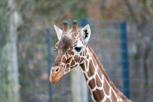 Die Wilhelma: Mehr als ein Zoo – Maurische Architektur trifft botanische Superlative