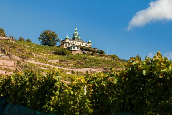 Weinwandern in Radebeul: Auf den Spuren der sächsischen Winzer durch die Weinberge
