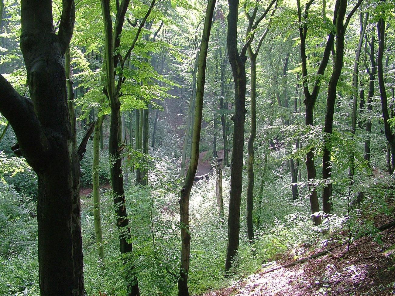 Sand unter den Sohlen und Kiefernduft in der Nase: Deine Guide für die Dresdner Heide
