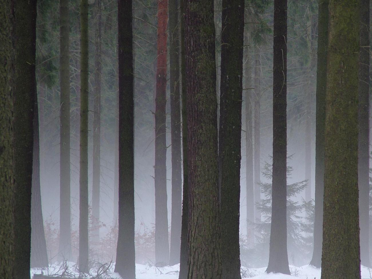 Sand unter den Sohlen und Kiefernduft in der Nase: Deine Guide für die Dresdner Heide