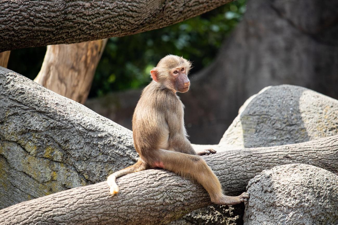 Tierpark Hagenbeck: Wo Polarbären und Elefanten auf Tuchfühlung gehen
