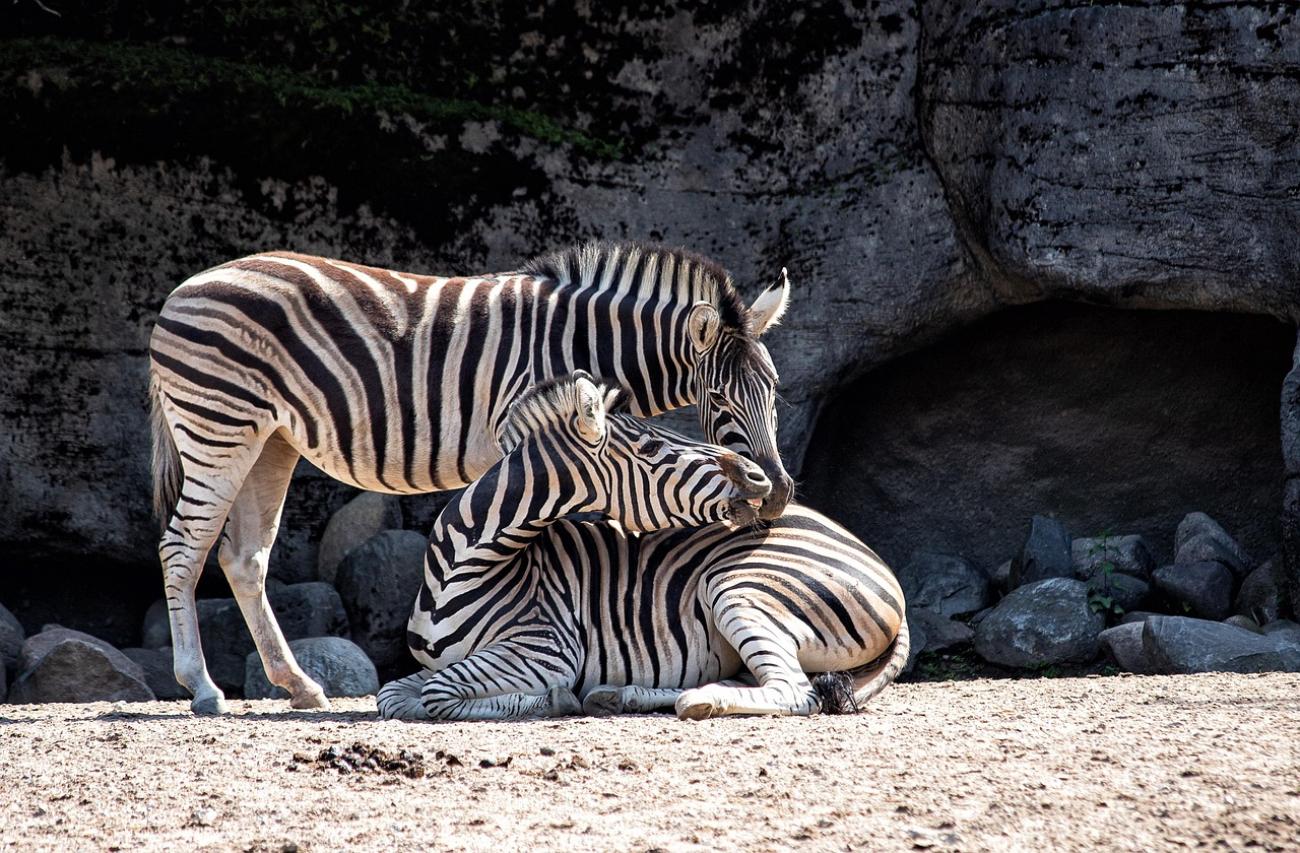 Tierpark Hagenbeck: Wo Polarbären und Elefanten auf Tuchfühlung gehen