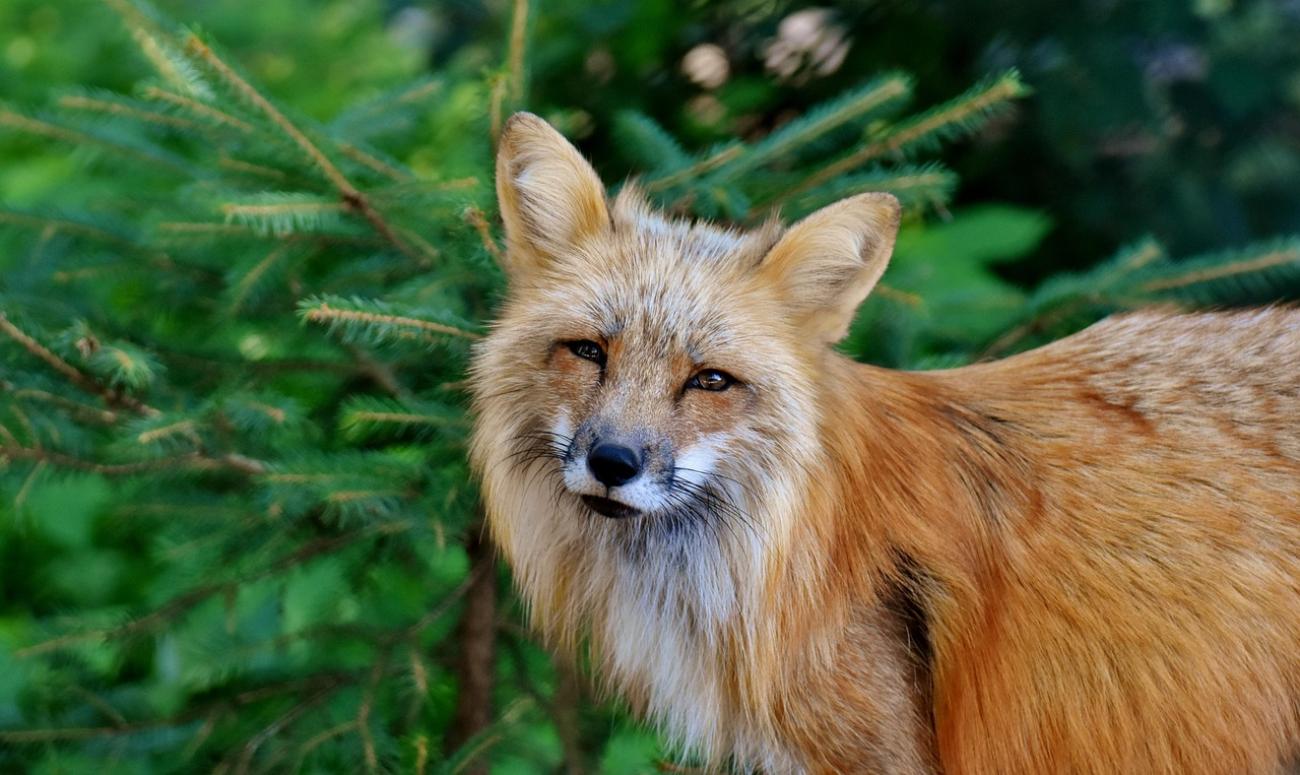 Ein tierischer Tag im Wildpark Poing: Rehe füttern und Greifvögel bestaunen